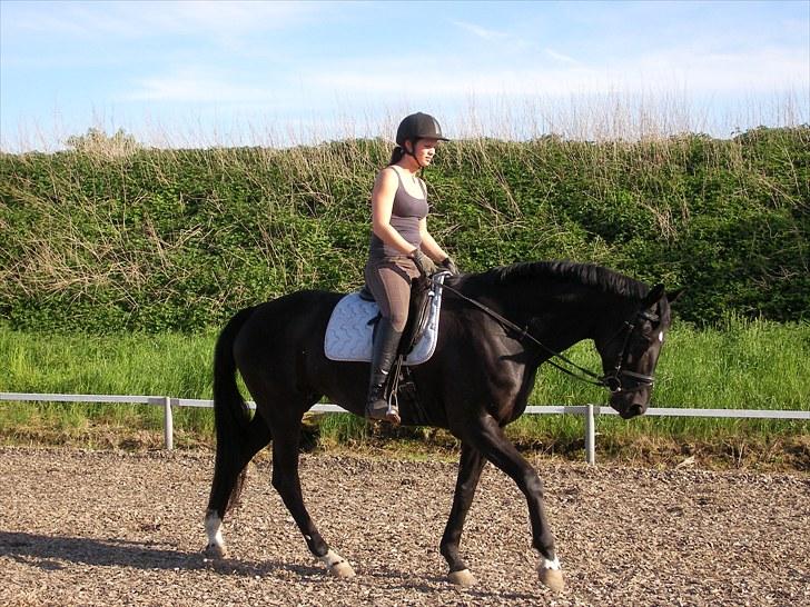 Hannoveraner Debbie 2004 SOLGT billede 6
