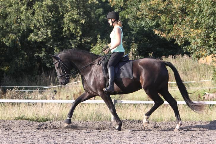 Hannoveraner Debbie 2004 SOLGT - den første gang jeg red hende sep 09 billede 9