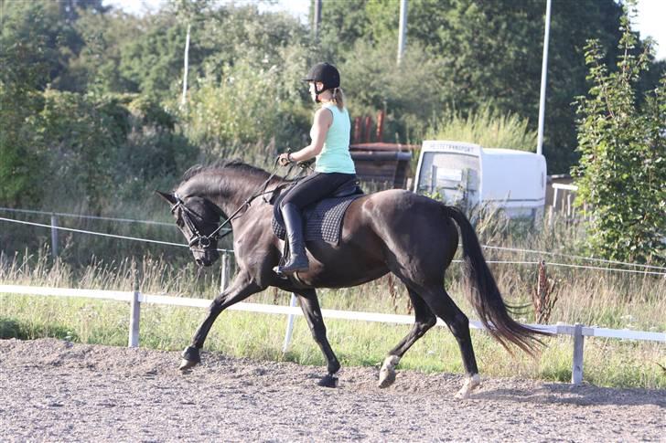 Hannoveraner Debbie 2004 SOLGT - den første gang jeg red hende sep 09 billede 10