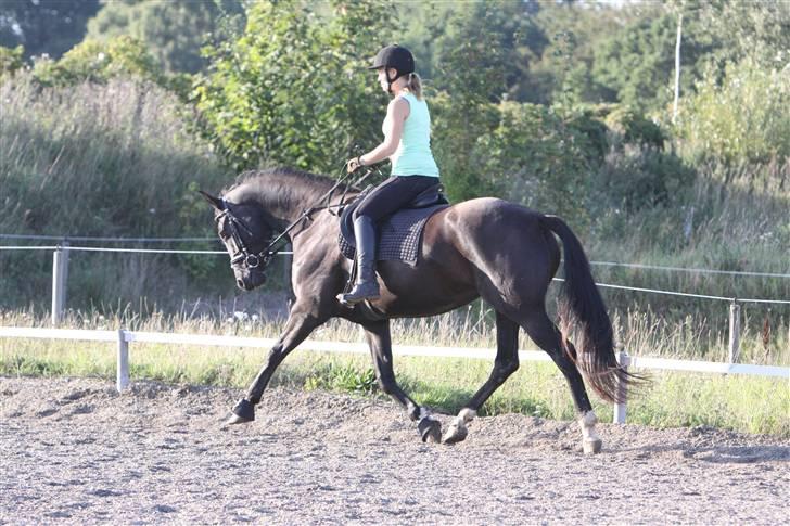 Hannoveraner Debbie 2004 SOLGT - den første gang jeg red hende sep 09 billede 11