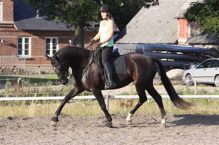 Hannoveraner Debbie 2004 SOLGT - den første gang jeg red hende sep 09 billede 13