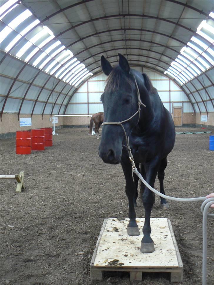 Anden særlig race Domingo - Domingo til horsemanship.. Og total cool;) billede 4