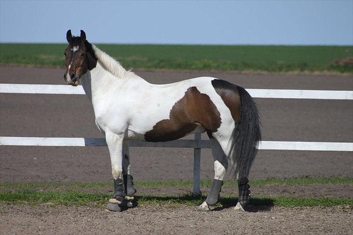 Pinto Solvangens Thais'son - Velkommen til Thais´ profil<3 billede 1