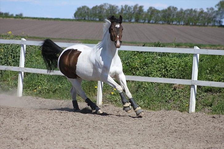 Pinto Solvangens Thais'son - NYT 1 maj 2011 billede 2