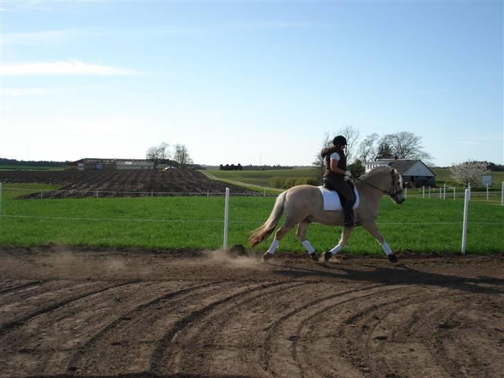 Fjordhest Matador Mix (solgt) billede 13