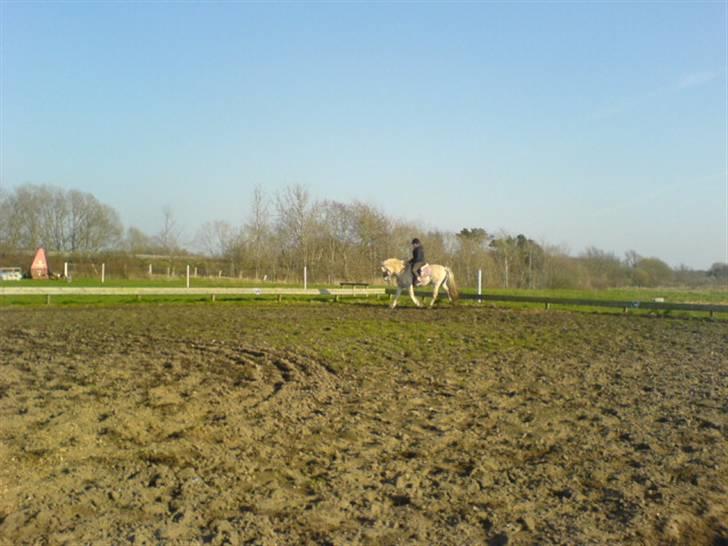 Fjordhest Matador Mix (solgt) billede 14