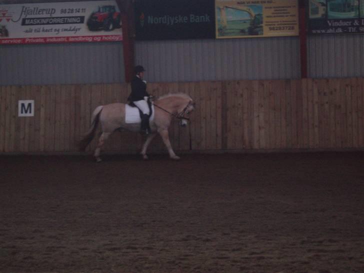 Fjordhest Matador Mix (solgt) billede 15