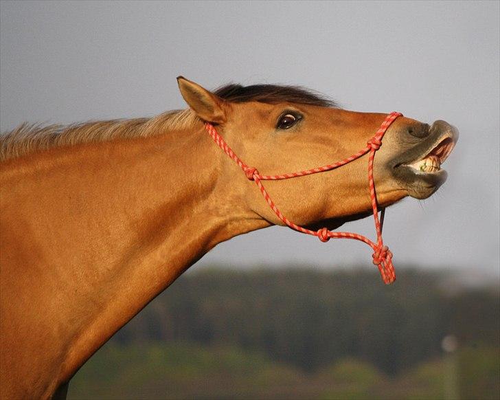 Anden særlig race Lady<3 billede 3