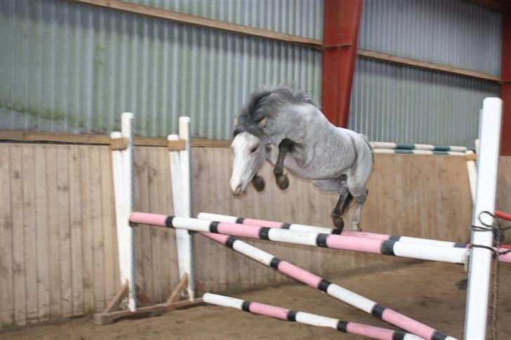 Knabstrupper Nørgaards Cariyon  billede 1