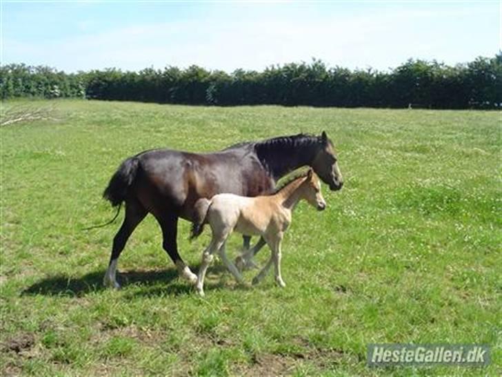 Knabstrupper Nørgaards Cariyon  billede 2