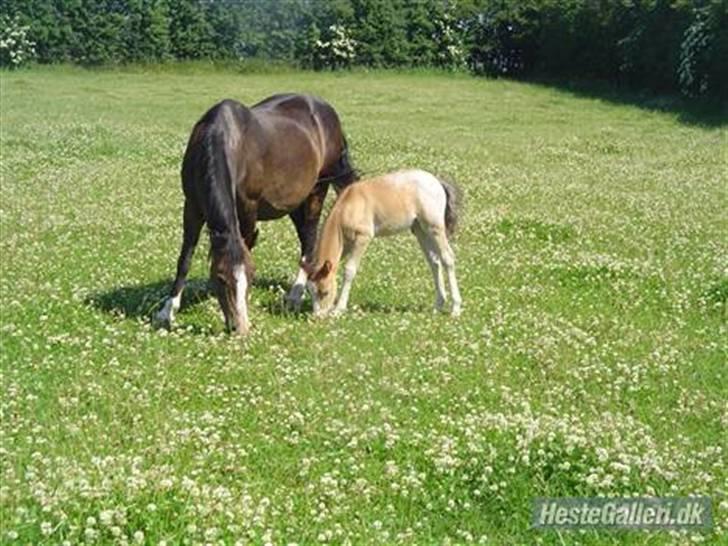 Knabstrupper Nørgaards Cariyon  billede 4