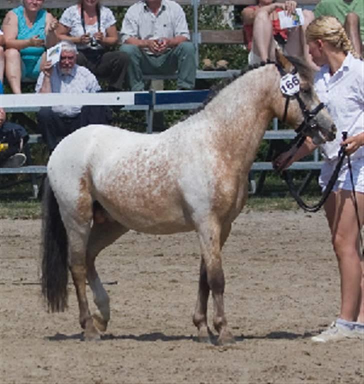 Knabstrupper Nørgaards Cariyon  - Cary i herning 08 billede 5