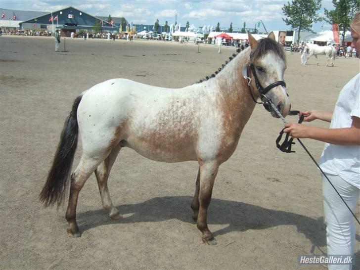 Knabstrupper Nørgaards Cariyon  billede 6
