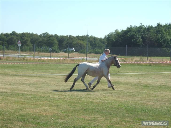 Knabstrupper Nørgaards Cariyon  billede 7