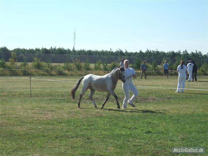 Knabstrupper Nørgaards Cariyon  billede 8