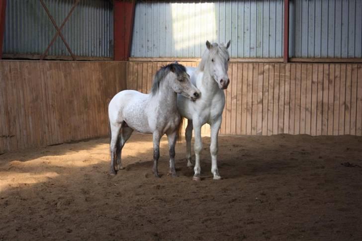 Knabstrupper Nørgaards Cariyon  billede 10