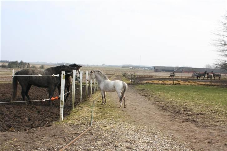 Knabstrupper Nørgaards Cariyon  billede 11