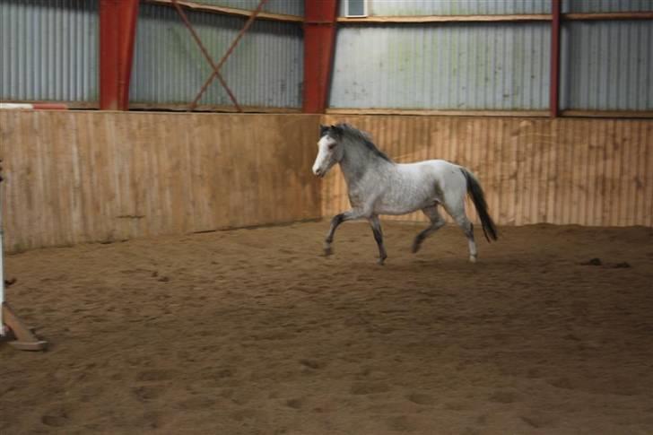 Knabstrupper Nørgaards Cariyon  billede 12