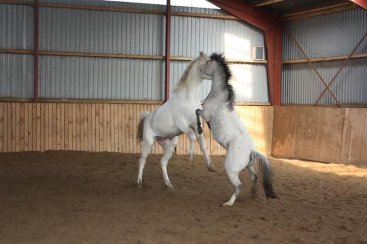 Knabstrupper Nørgaards Cariyon  billede 13