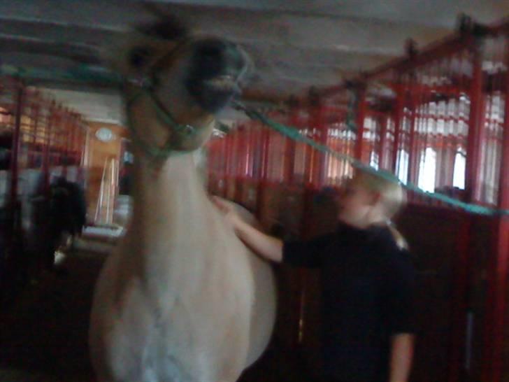 Fjordhest Candis  - I LOVE YOU CANDIS <´33 billede 12