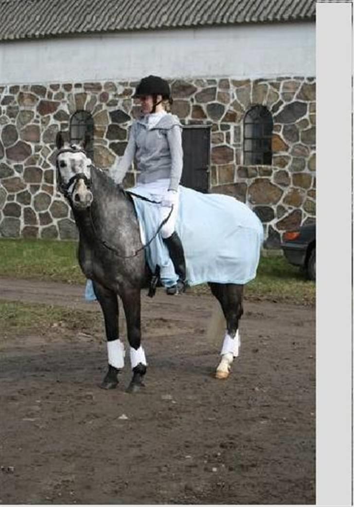 Anden særlig race Bastiansborgs Barney <3 - LB Dressur ;I  billede 8