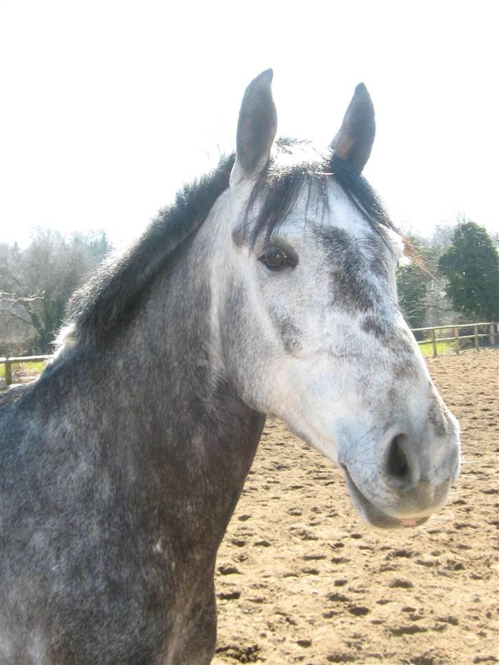 Anden særlig race Bastiansborgs Barney <3 - Hygge dag med dig <3 billede 14