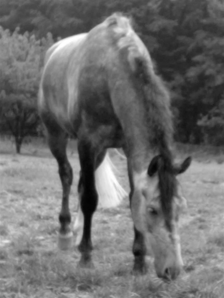 Anden særlig race Bastiansborgs Barney <3 - Hygge dag med dig <3 billede 16
