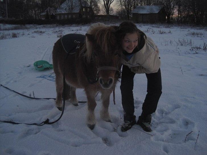 Shetlænder Ma cheval - solgt - Charle og Futte (; billede 17