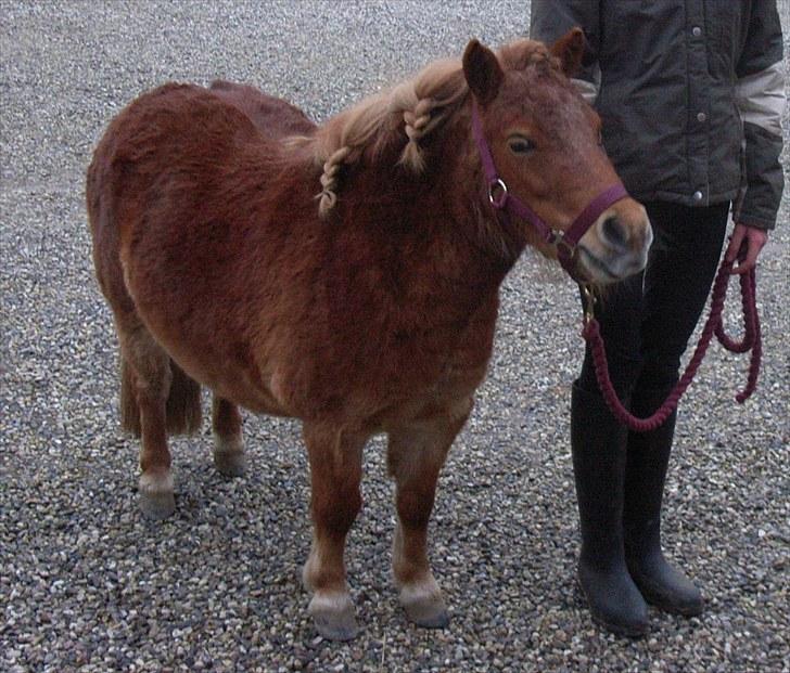 Shetlænder Ma cheval - solgt - Fine hypze (; billede 18