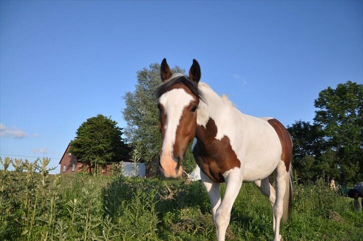 Pinto Hoelgaard's La Nelli - Smukke (rene) La Nelli <3 billede 10