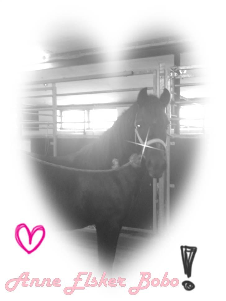 Anden særlig race Bobo (Rider) - BOBO +ANNE = LOVE<3 billede 6