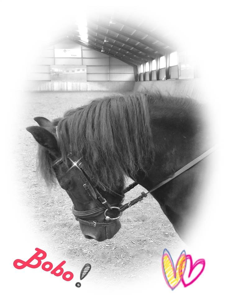 Anden særlig race Bobo (Rider) - JEG ELSKER DIG BOBO<3 selvom jeg snart er ved at blive for stor til hin ;,( billede 7