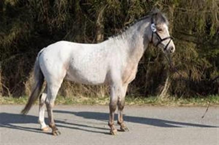 Knabstrupper Nørgaards Cariyon  billede 14