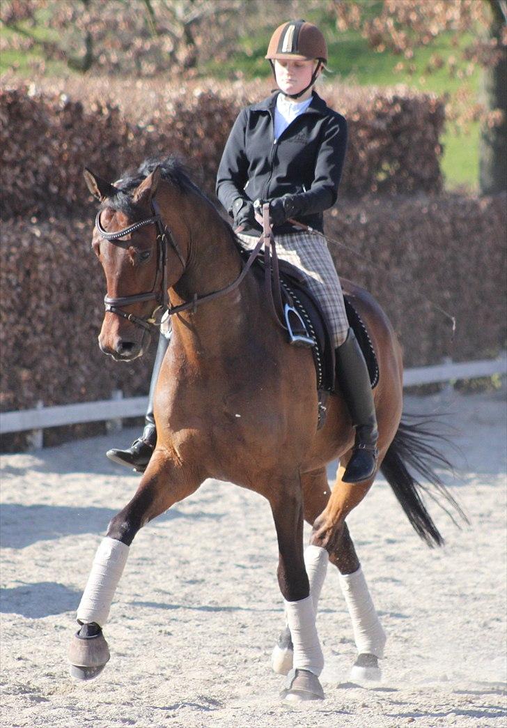 Trakehner Indoro - træning billede 10