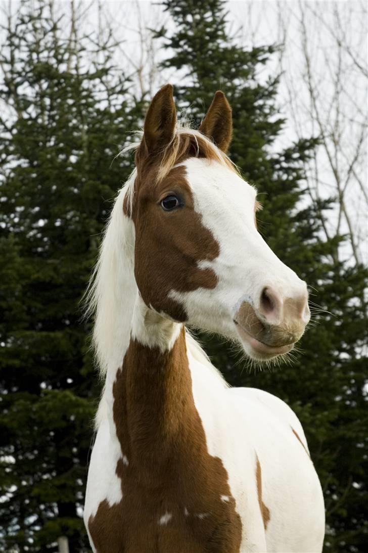 Pinto C'NAYA SOLGT - C'Naya - Foto Lise Balsby billede 5