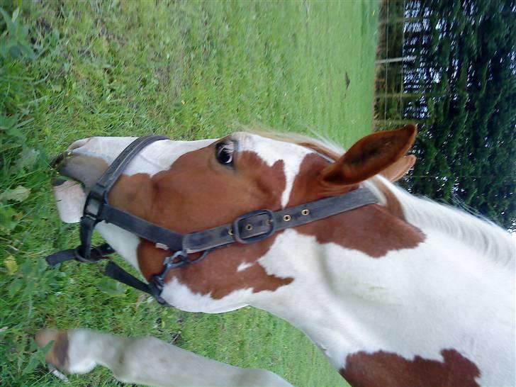 Pinto C'NAYA SOLGT - Græsser billede 8