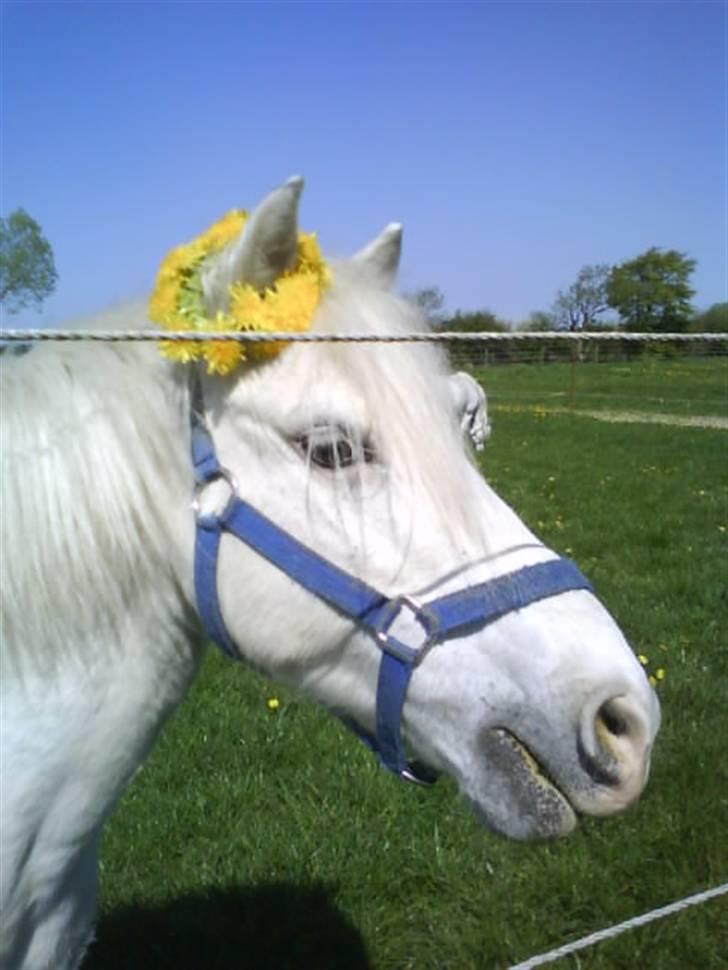 Anden særlig race Jack (SAVNET)  - Cille har lavet en krans til mig billede 4