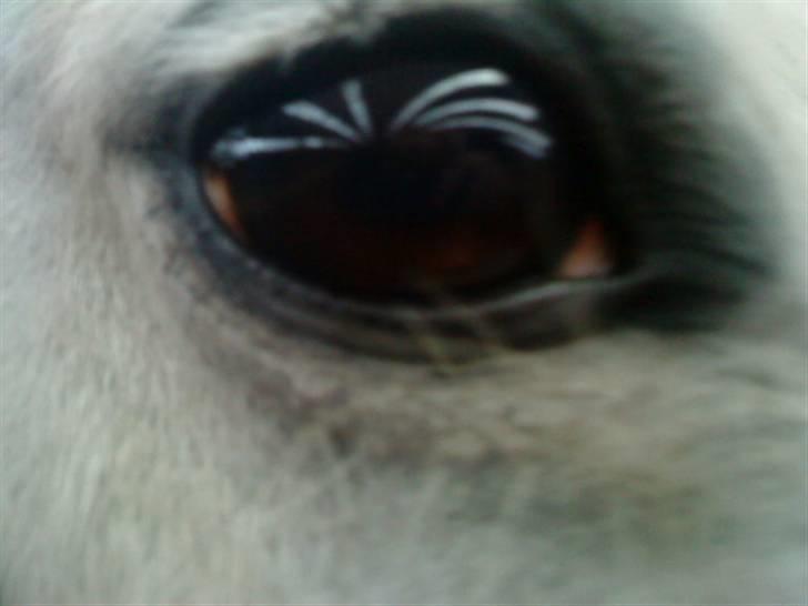 Anden særlig race Jack (SAVNET)  - Jack´s øje <33 billede 5