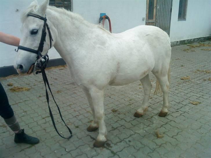 Anden særlig race Jack (SAVNET)  - uden saddel Thi hi xD billede 7