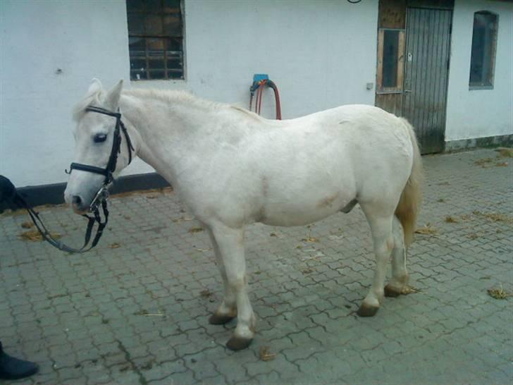 Anden særlig race Jack (SAVNET)  - ogs uden saddel er så¨Cute <333 billede 8