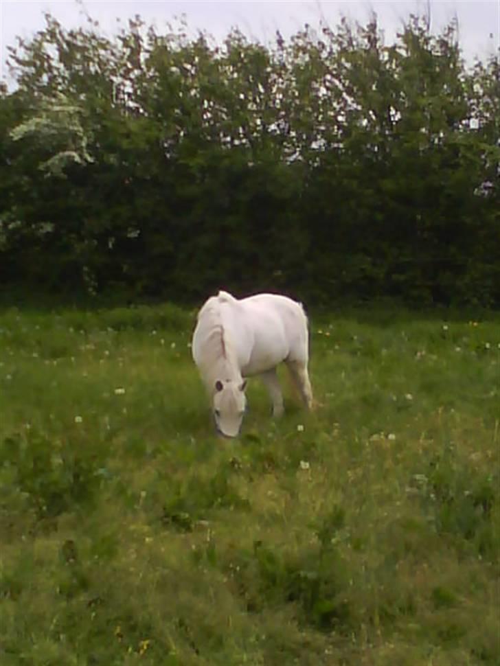 Anden særlig race Jack (SAVNET)  - er på fold <333 billede 9