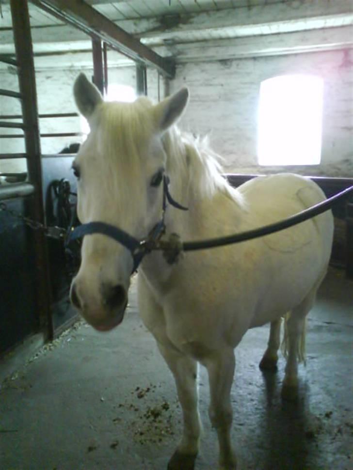 Anden særlig race Jack (SAVNET)  - kigger på Cille <3333 billede 10