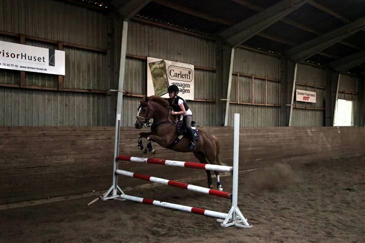 New Forest Kami - Kami og jeg springer ´1 meter :) billede 7