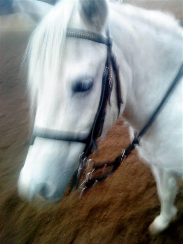 Anden særlig race Jack (SAVNET)  - ridder Thi hi... billede 11