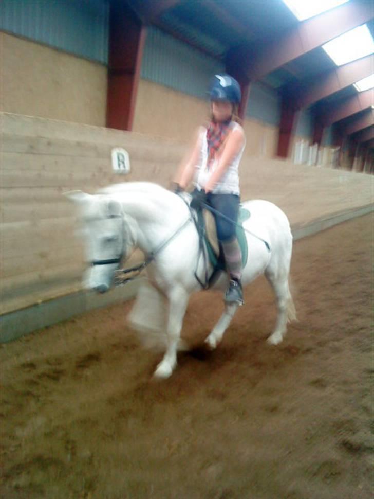 Anden særlig race Jack (SAVNET)  - ajjjjjjjjjjjjjjjjjjjjj................ billede 12