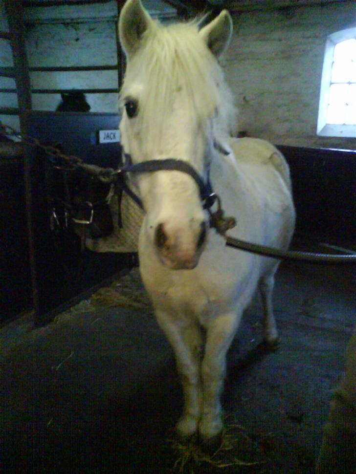 Anden særlig race Jack (SAVNET)  - kigger på ham og siger hvor er du Cute <333 billede 17