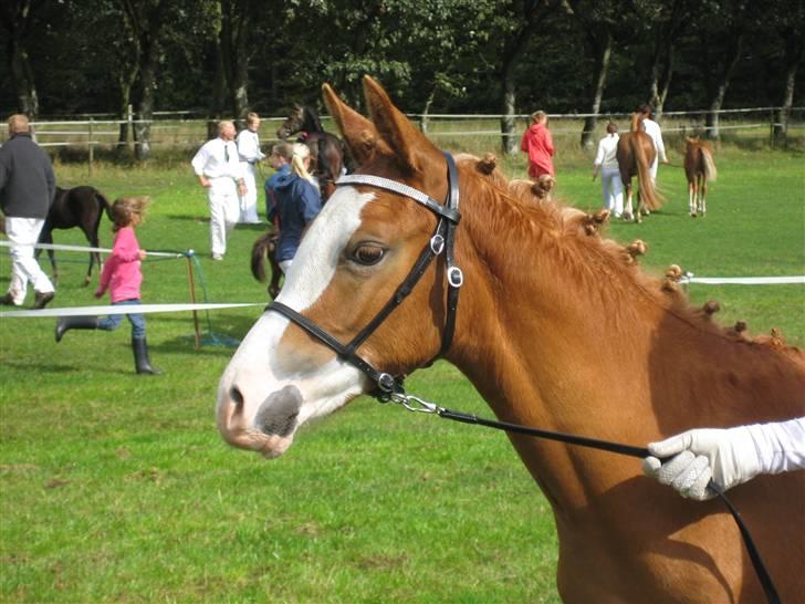 Welsh Partbred (Sec F) Xenobia - Smukke Xenobia til føl og plagskue d.06/09-2009. billede 16