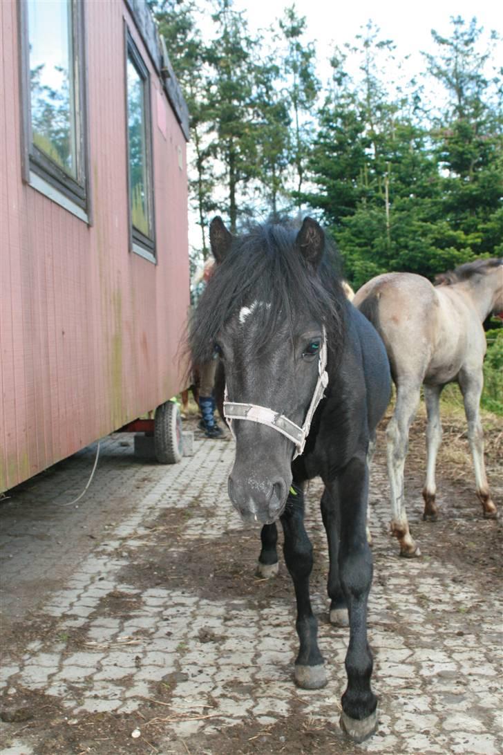 Anden særlig race Quattro´s Black Star-solg billede 4