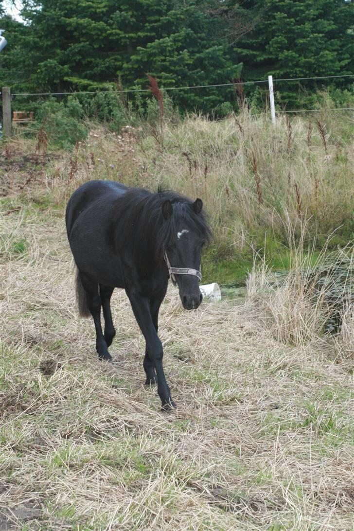 Anden særlig race Quattro´s Black Star-solg billede 5