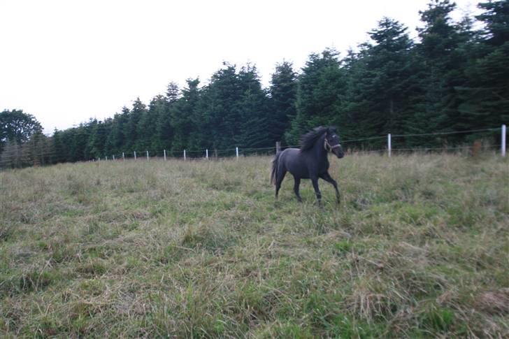 Anden særlig race Quattro´s Black Star-solg billede 6